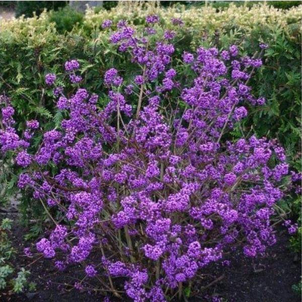 Callicarpa 'Profusion'