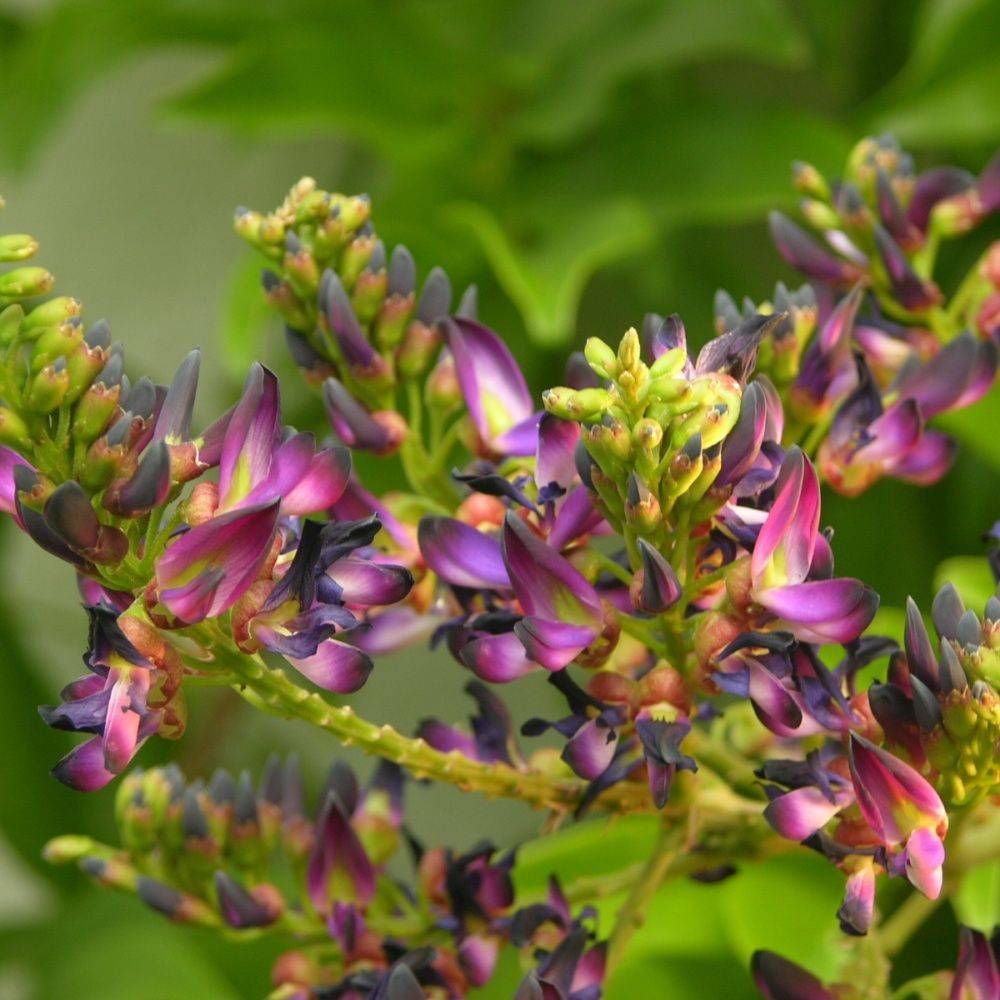 Milletia japonica 'Satsuma' - Glycine du Japon