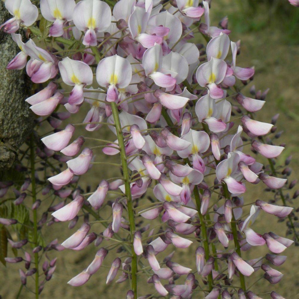 Glycine du Japon 'Pink Ice' - Image 1
