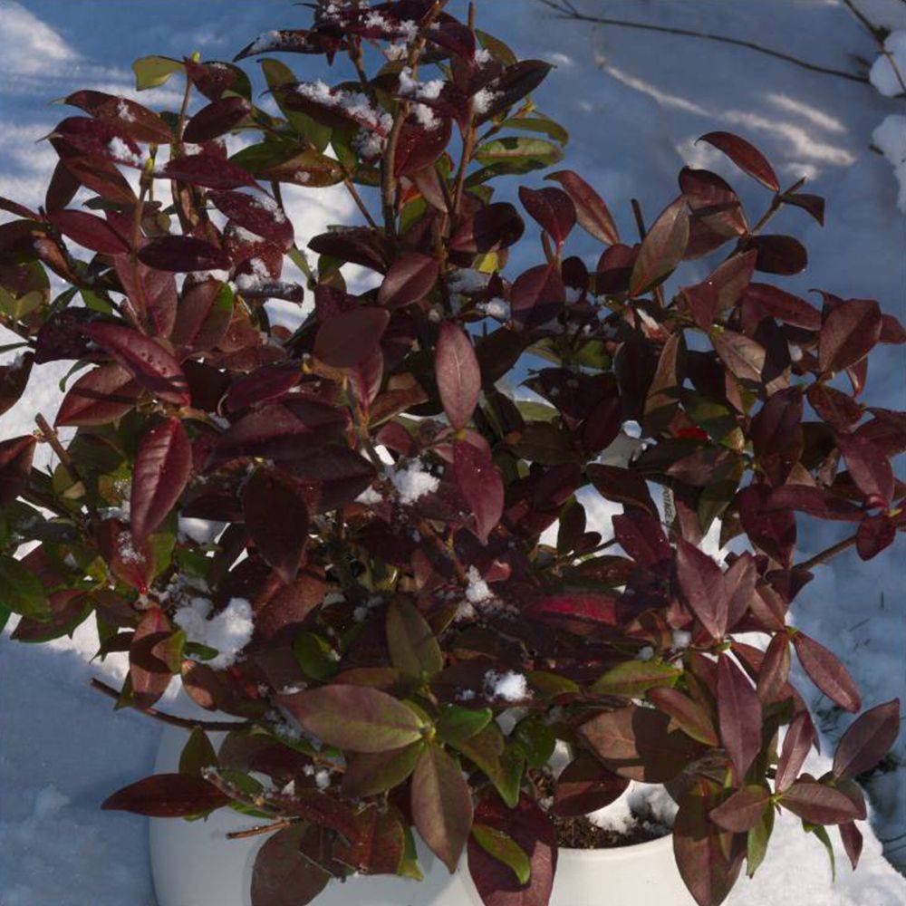 Jasmin persistant Winter Ruby® - Trachelospermum - Image 2