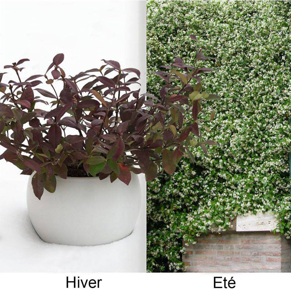 Jasmin persistant Winter Ruby® - Trachelospermum