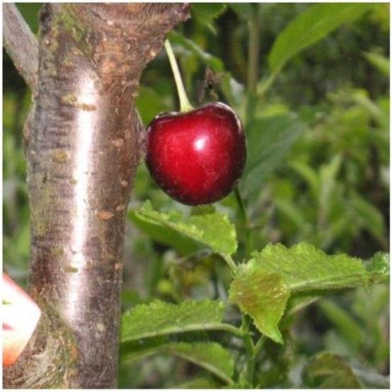 Cerisier Bigarreau 'Kordia' : taille en demi-tige - Image 3