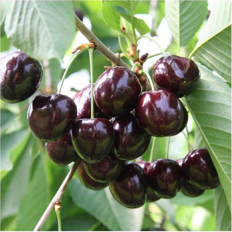 Cerisier Bigarreau 'Kordia' : taille en demi-tige