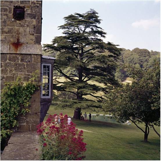 Cèdre du Liban - Image 1
