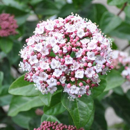 Viorne tin Lisarose 'Loren'