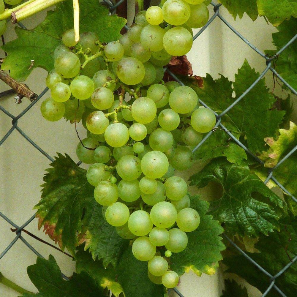 Vigne Perle De Csaba