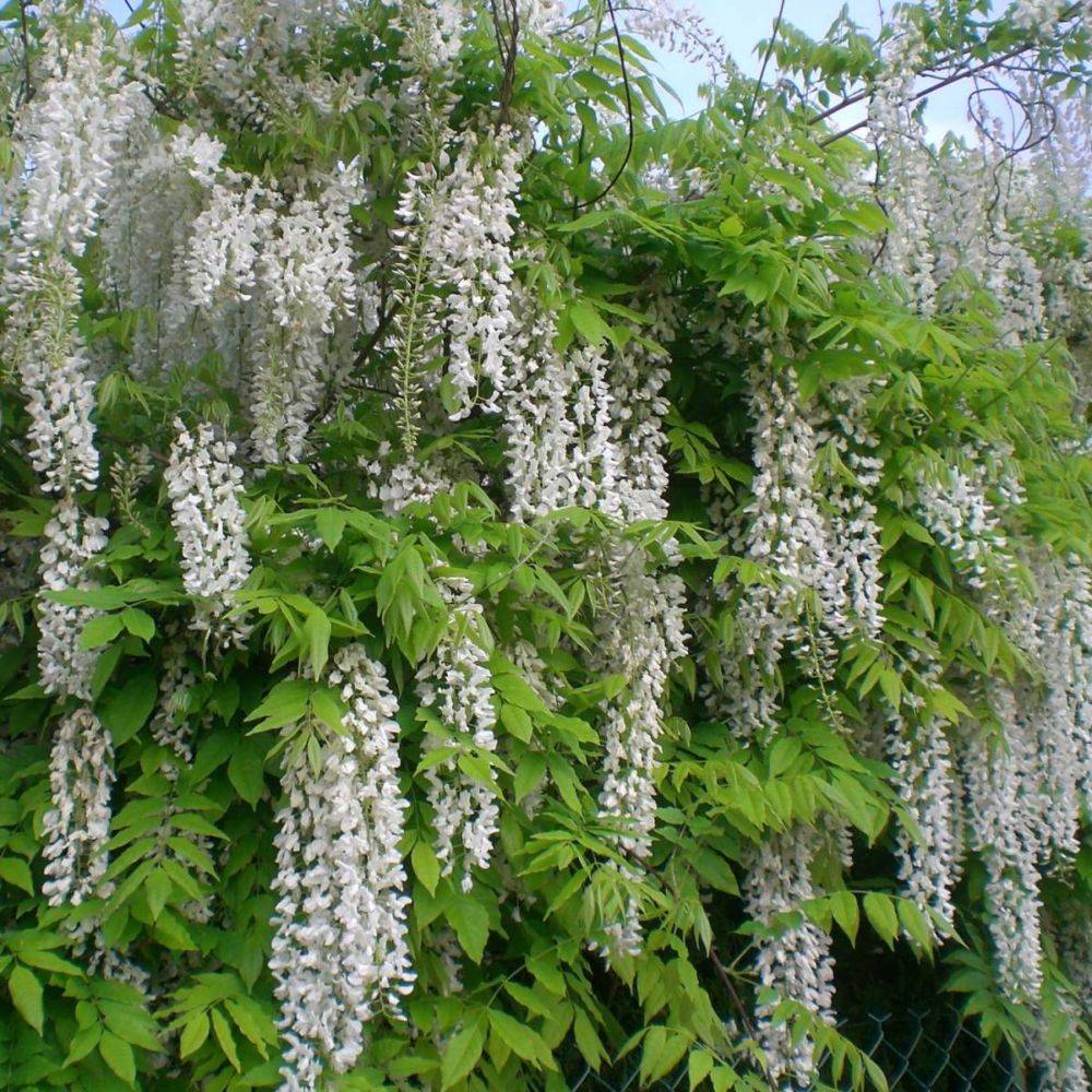 Glycine blanche du Japon