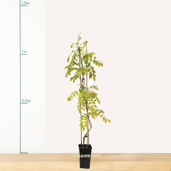 Glycine blanche du Japon - Image 3