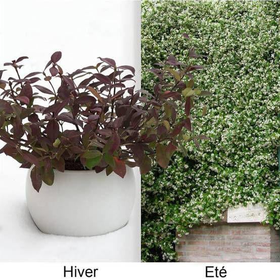 Jasmin persistant Winter Ruby® - Image 1