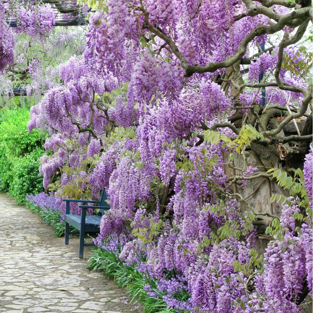 Glycine de Chine bleue