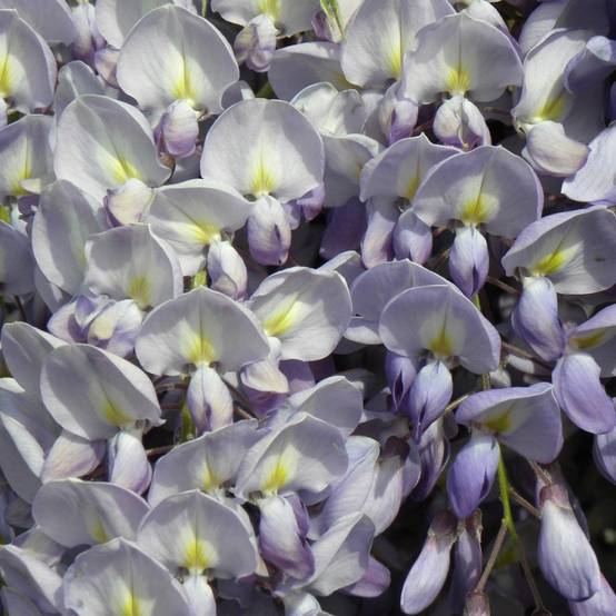 Glycine de Chine bleue - Image 2