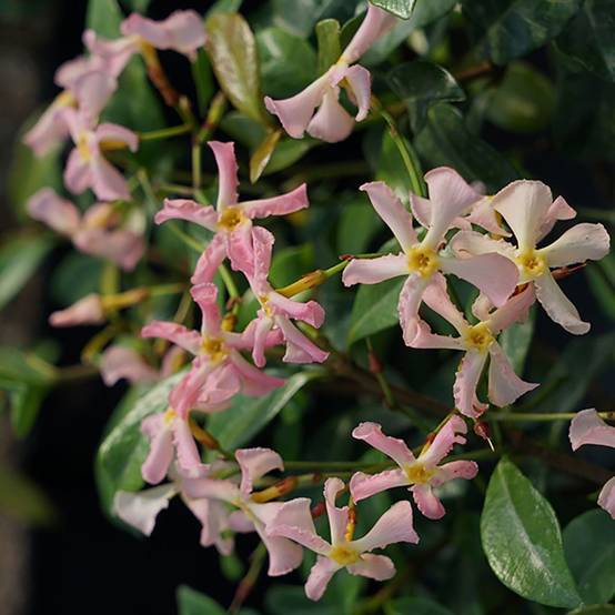 Jasmin étoilé persistant rose