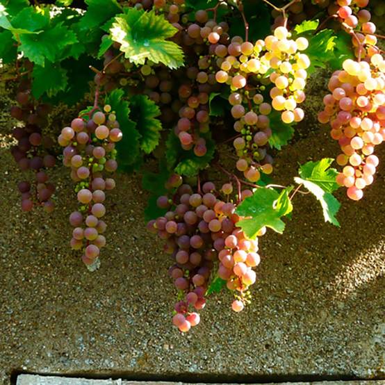 Vigne Chasselas rose zpd3
