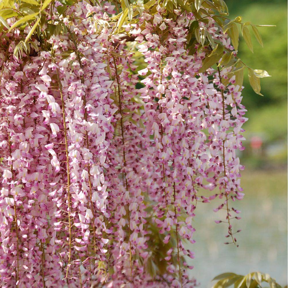 Glycine du Japon 'Rosea' - Glycine rose - Image 1