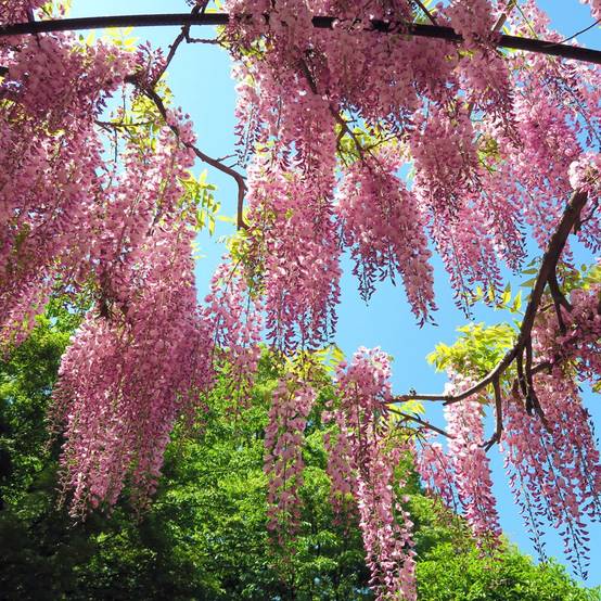 Glycine du Japon 'Rosea' - Glycine rose - Image 2