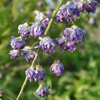 Glycine du Japon 'Violacea Plena'