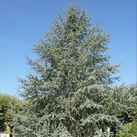 Cèdre bleu de l'Atlas - Image 2