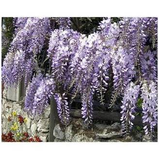 Glycine de Chine bleue