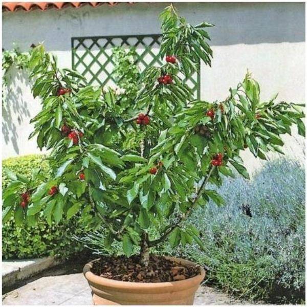 Cerezo enano autofértil 'Garden Bing®' en maceta de 7,5 L