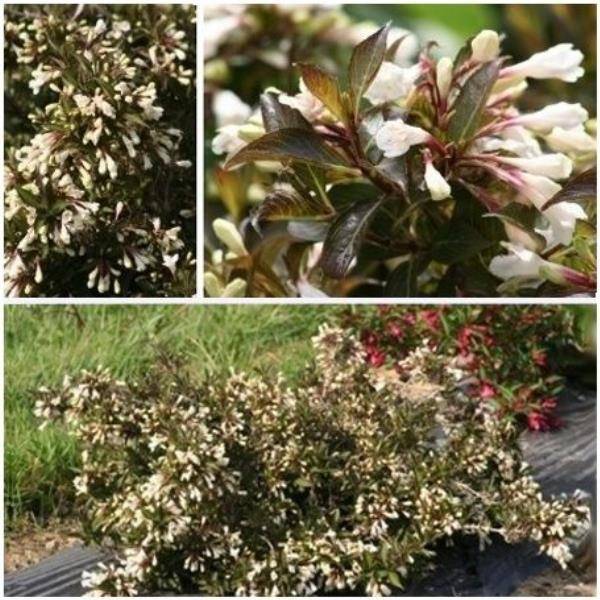 Weigelia 'Black & white'