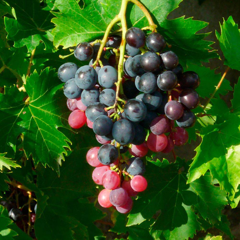 Vigne 'Ampelia® Aladin' - Image 2