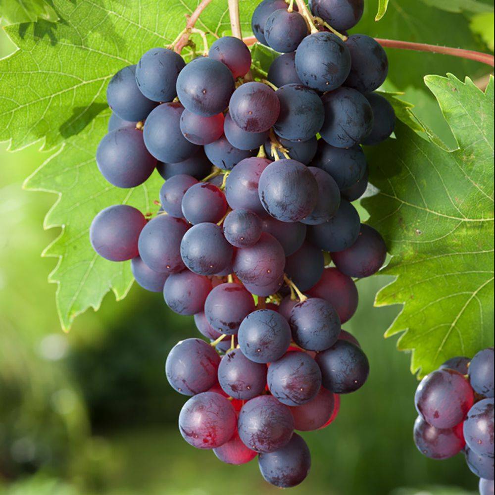 Vigne 'Ampelia® Aladin'