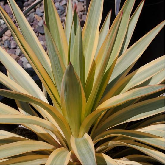 Yucca Bright Star - Image 2
