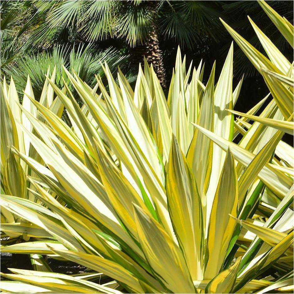 Yucca Bright Star