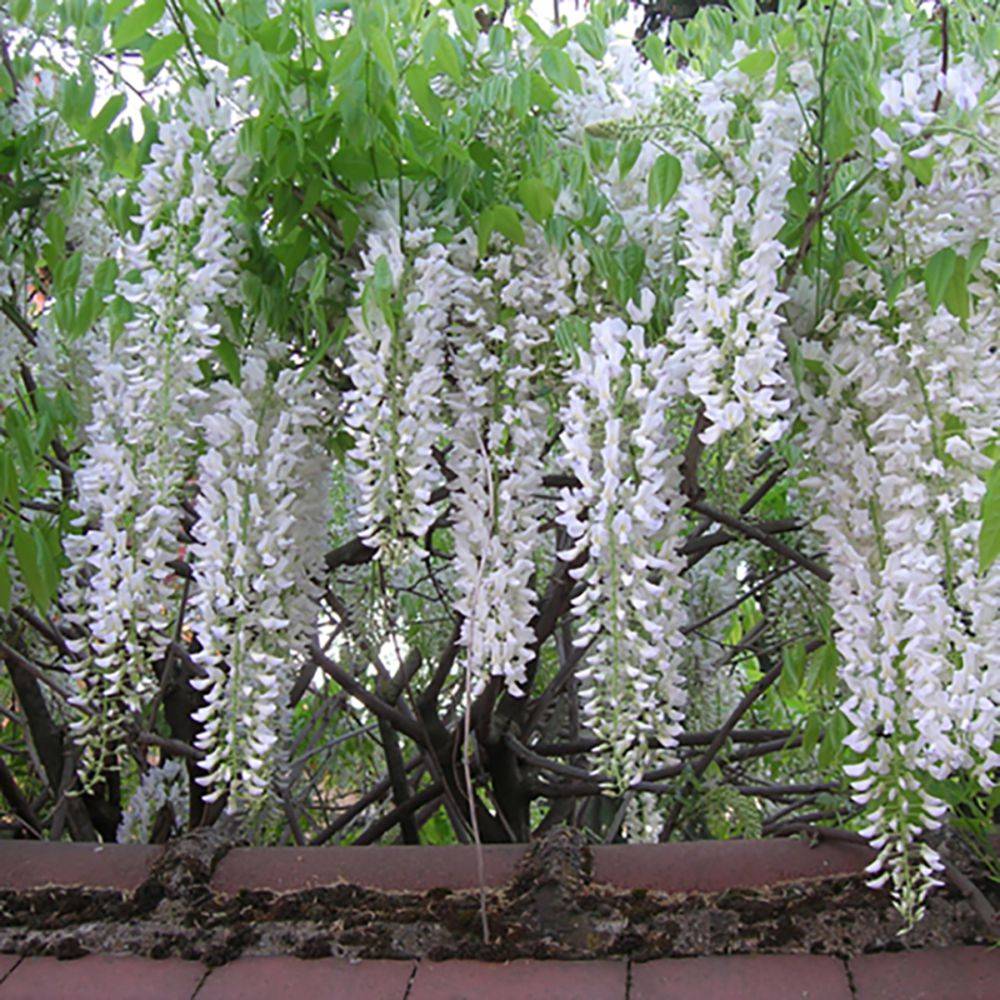 Glycine blanche du Japon