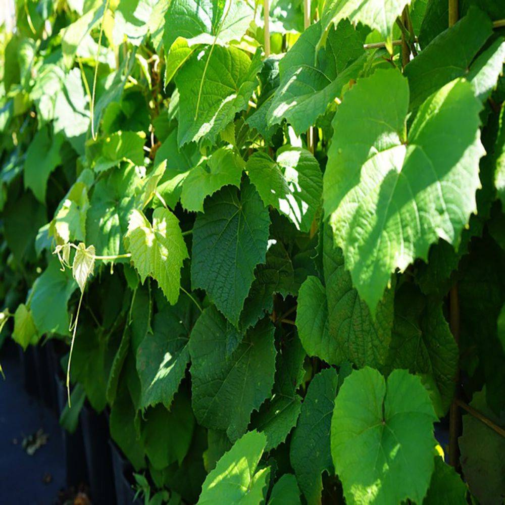 Vigne riparia Gloire de Montpellier