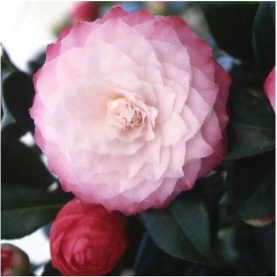 Camélia Nuccio's Pearl - Image 3