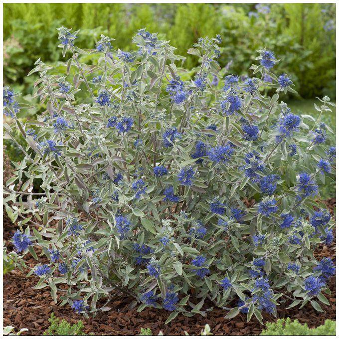Caryopteris Sterling Silver