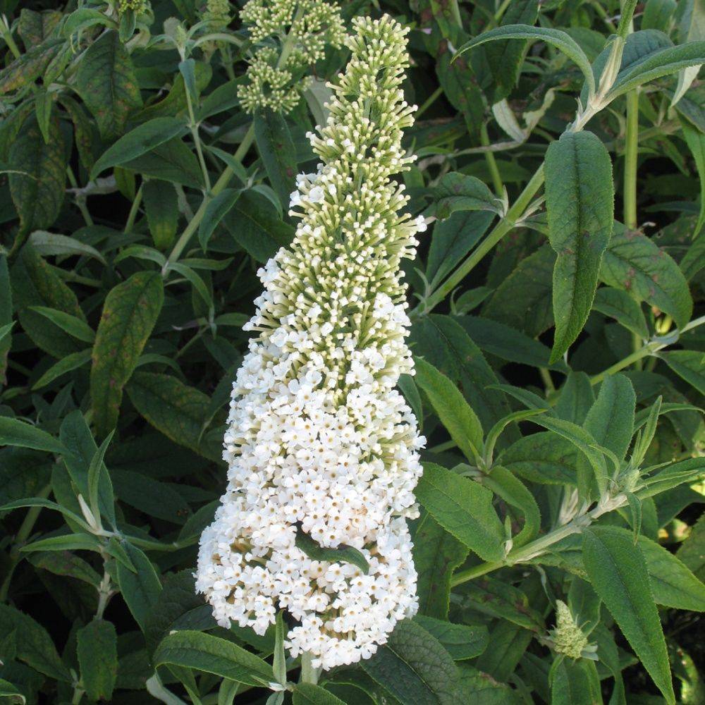 Arbre aux papillons 'White Profusion'