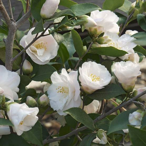 Camélia Spring Mist - Image 2