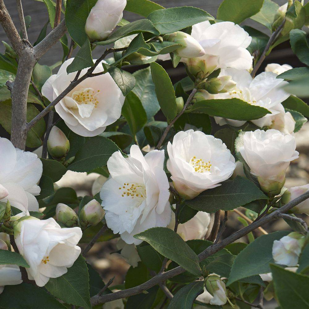 Camélia Spring Mist - Image 2