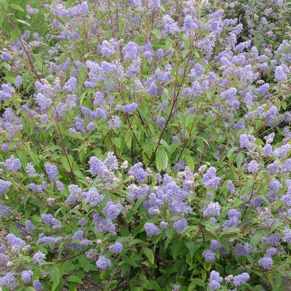 Céanothe 'Gloire de Versailles'