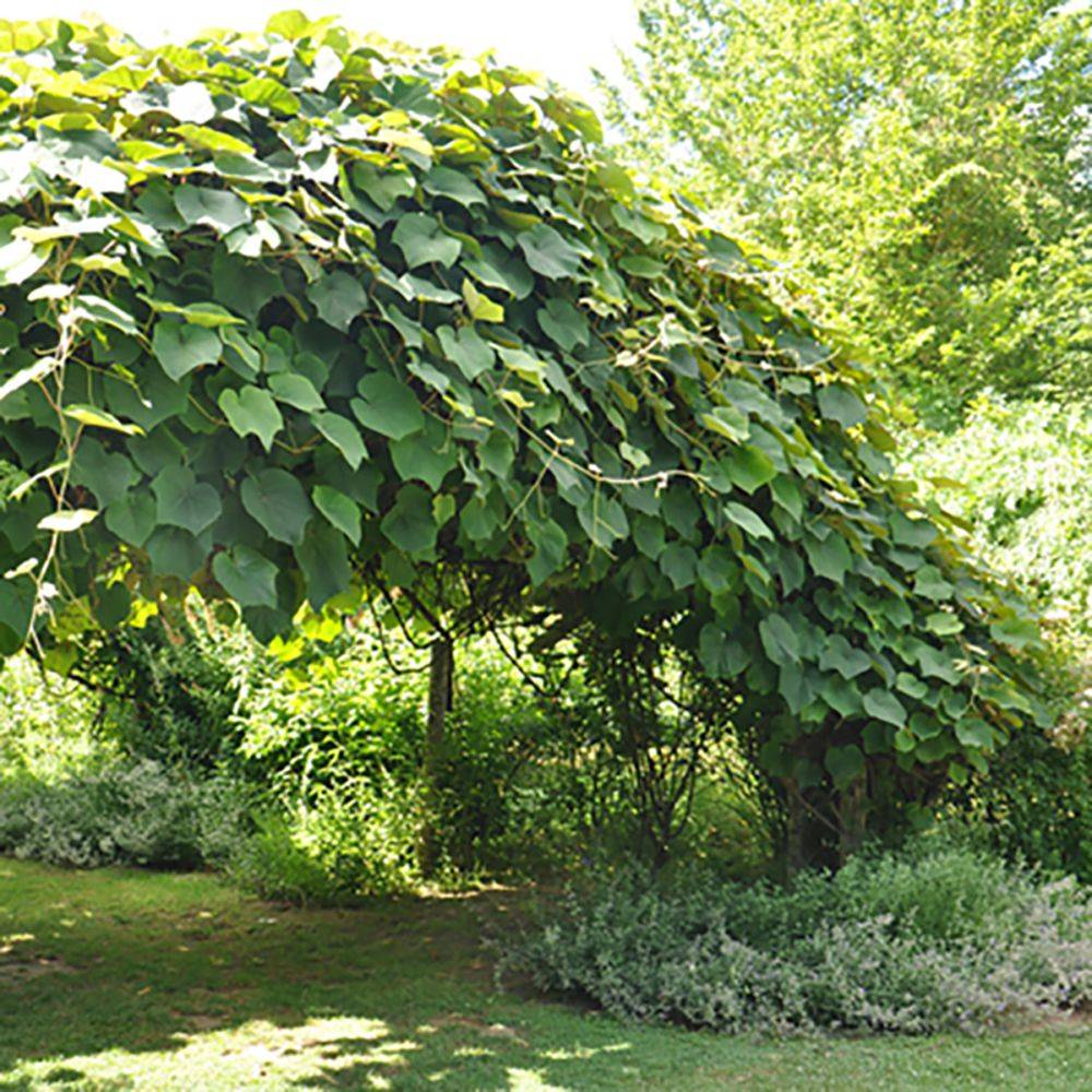 Vigne d'ornement coignetiae