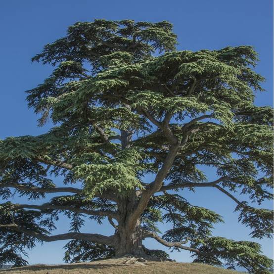 Cèdre du Liban - Image 1