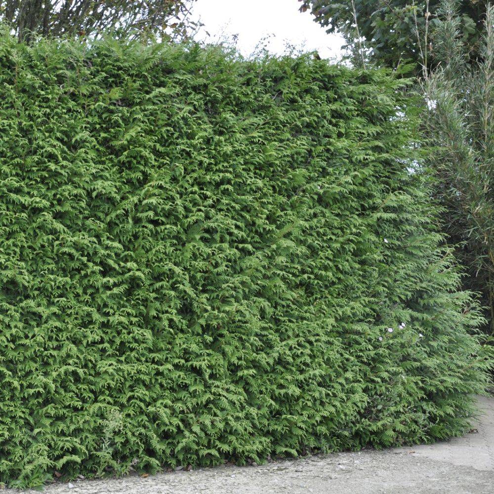 Thuya géant 'Atrovirens'
