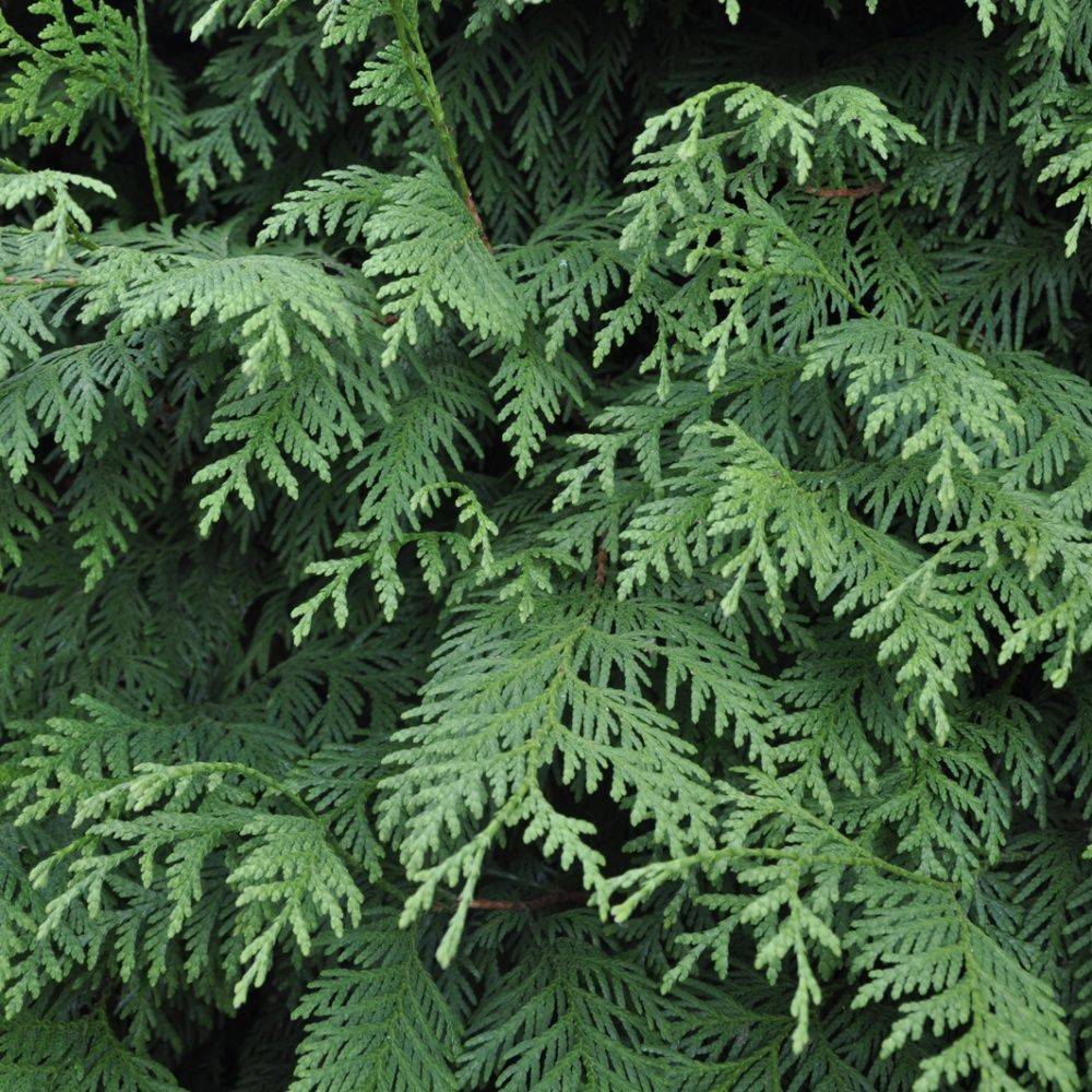 Thuya géant 'Atrovirens' - Image 2