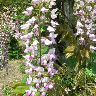 Glycine du Japon 'Lipstick'
