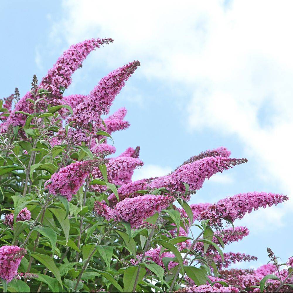Arbre aux papillons 'Pink Delight' - Image 2