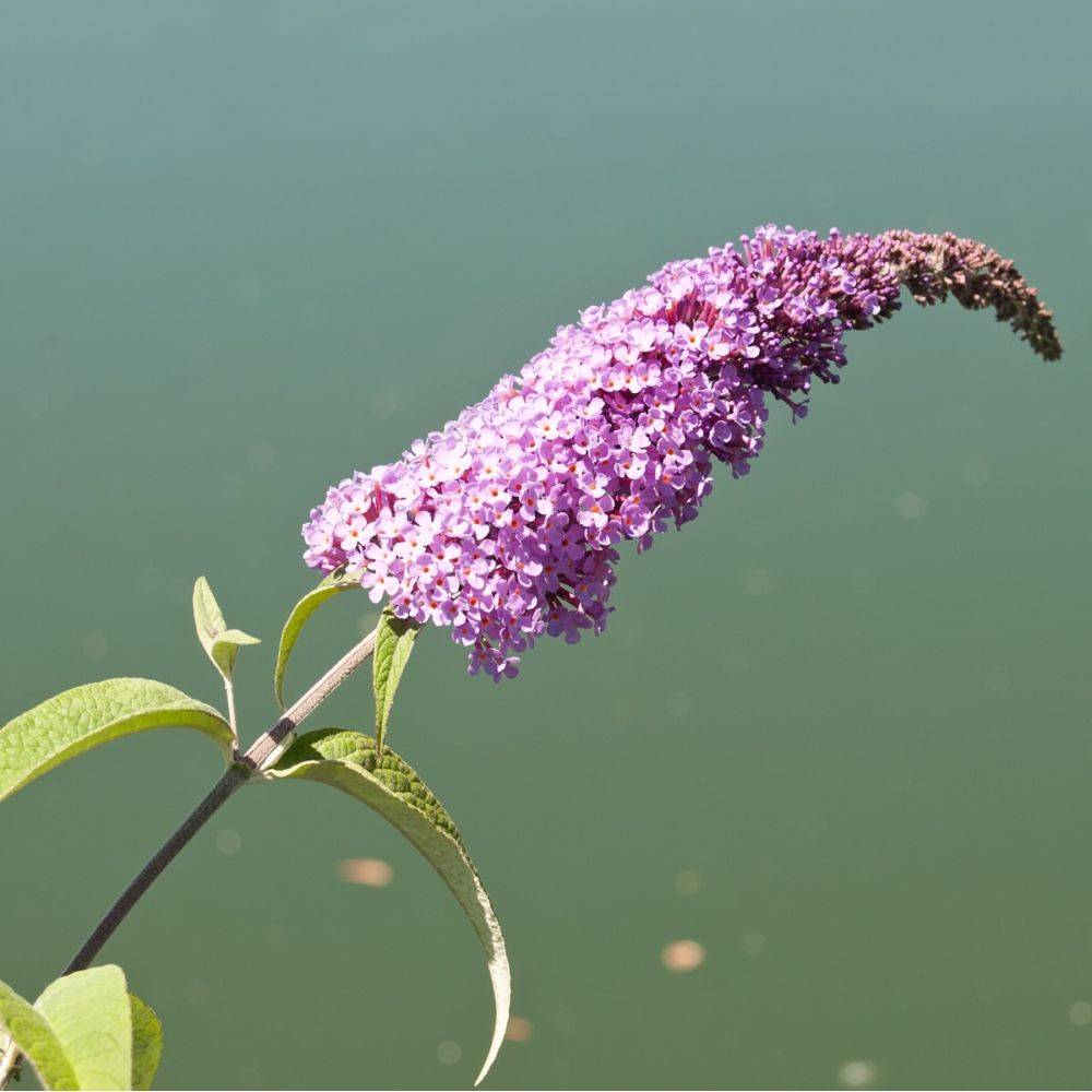 Arbre aux papillons 'Pink Delight' - Image 1