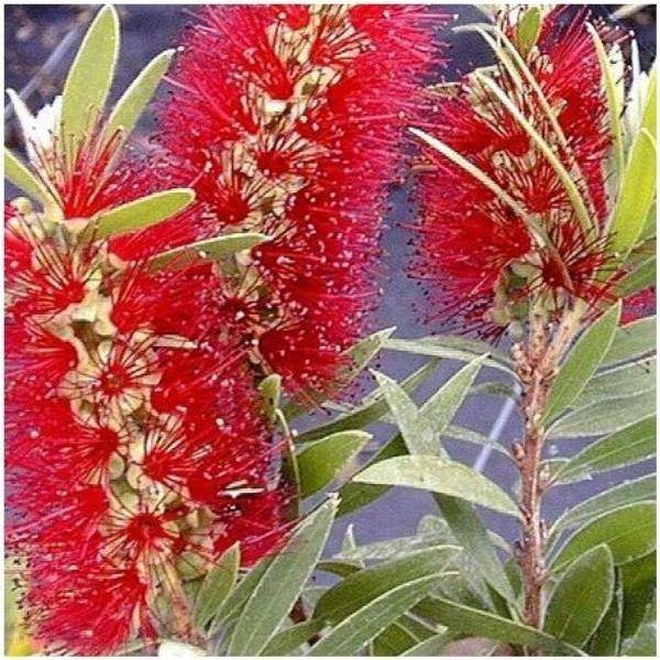 Rince-bouteille 'Splendens'