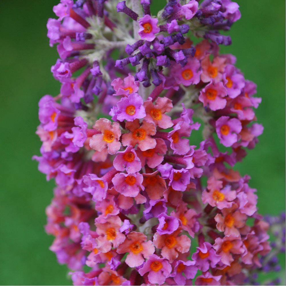 Arbre aux papillons Flower Power - Buddleia