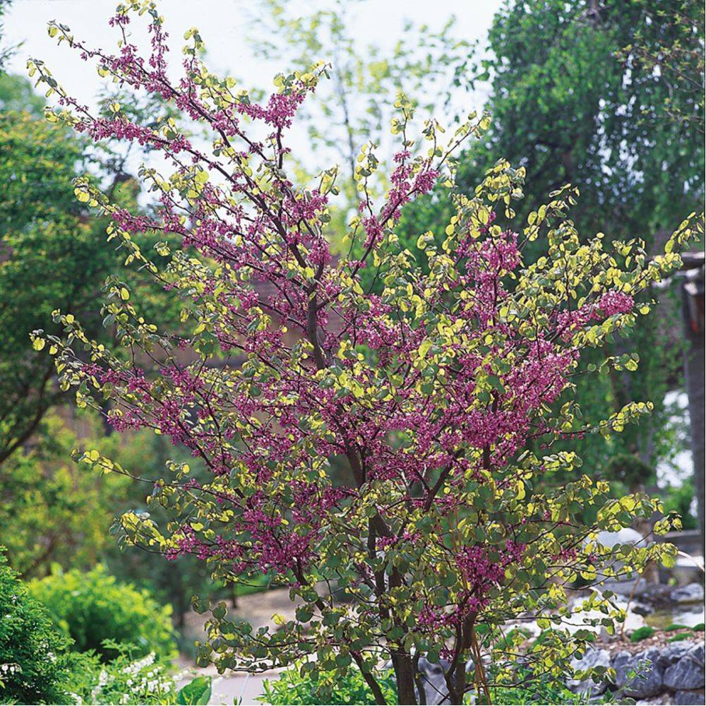 Arbre de judée - Image 9
