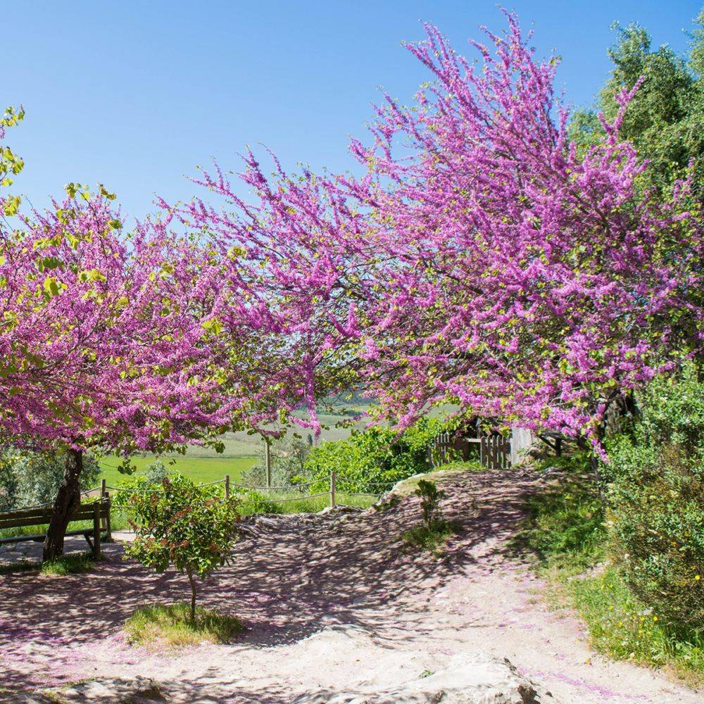 Arbre de Judée - Image 4