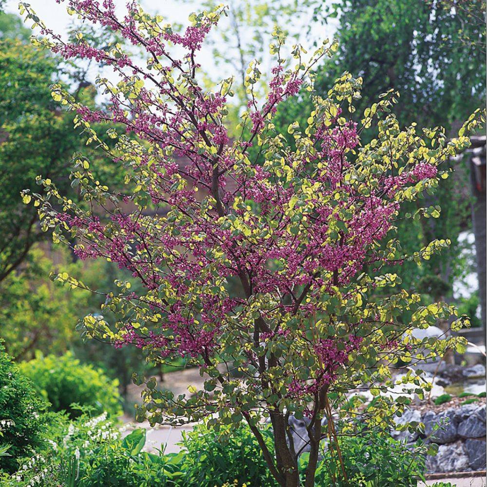 Arbre de Judée - Image 8