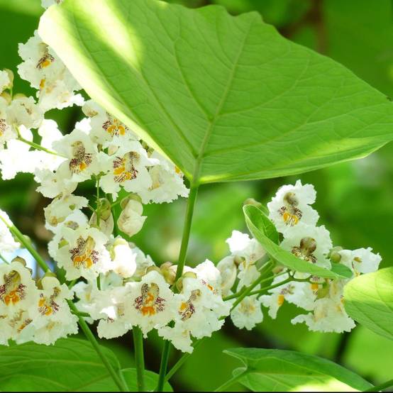 Catalpa commun - Image 2