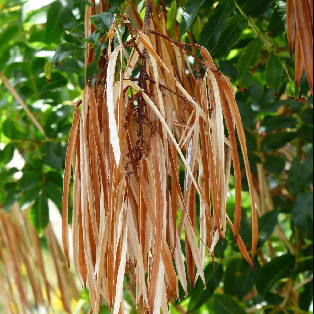Catalpa commun - Image 3